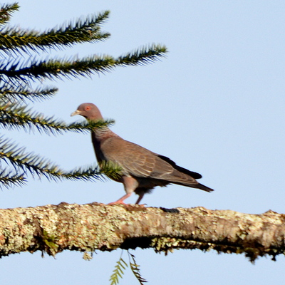 Moreno's Ground Dove